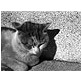 ���m�N���ʐ^�f�ޏW Animals and Objects