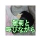 雛菊と呼びながら(DiGiket.com)
